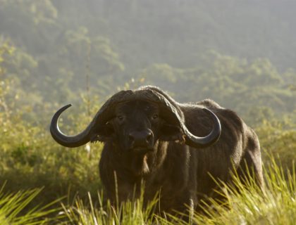 buffalo wild